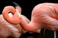 Flamingo Pretzel