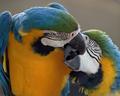 Beak biter