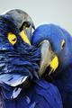 Amorous macaws