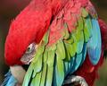 Shy birdy