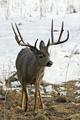Buck in the snow
