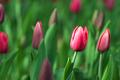 Bright Pink Tulip