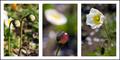 Poppy Triptych