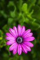 Purple Daisy