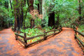 Muir Woods Walking Trails