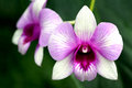 Purple and White Orchid