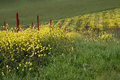 Mustard  Field