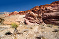 Yukka with Red Rocks