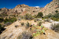Cactus in the Hills
