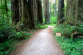 Path in the Woods
