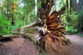 Fallen Redwood
