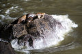Sea Lions on the Rock