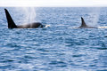 Orca Pod