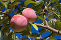 Ripe Apples