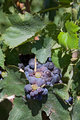 Purple Grapes