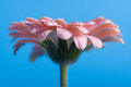 Pink Gerbera Side View