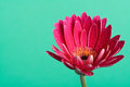 Pink Gerbera on Green
