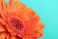 Orange Gerbera on Green