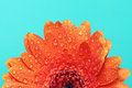 Gerbera Sunrise