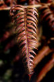Red Fern