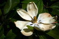 Magnolia
