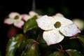 Pink-Tipped Blossom