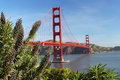 Purple Flowers at the Golden Gate