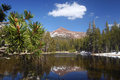 Mountain Reflection with Pine