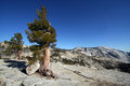 Bristlecone Pine