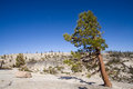 Mountaintop Pine Tree