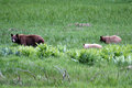 Bear Family