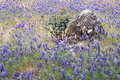 Lupine Meadow