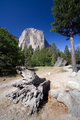 El Capitan with Fallen Tree