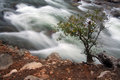 Merced River Bush