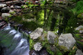 Fern Springs Reflection