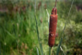 Cattail