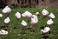 Wide Awake Flamingo