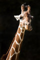 Chewing Giraffe