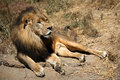 Lounging Lion