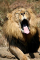 Yawning Lion