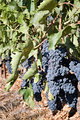 Napa Valley Grapes