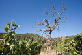 Gnarled Tree in Vineyard