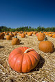 Red Pumpkin