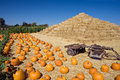 Pumpkin Patch