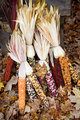 Autumn Corn
