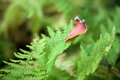 Fallen Leaf