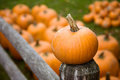 Pumpkin on a Post