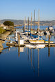 Boats in the marina