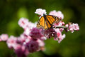 Monarch butterfly