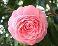 Camellia